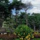 kampung bonsai wanar lamongan