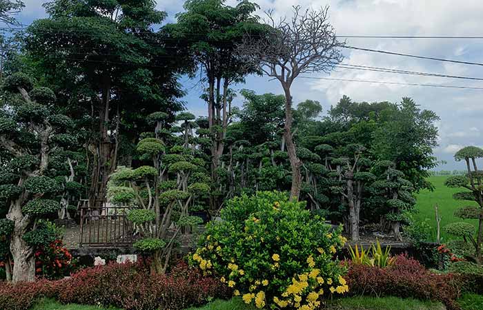 kampung bonsai wanar lamongan