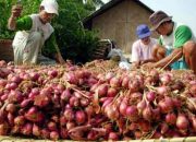 5 Kecamatan Jadi Sentra Bawang Merah Kabupaten Cirebon, Produksi Capai 301 Ribu Kuintal pada 2025