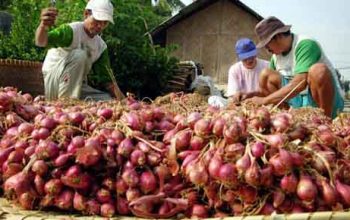 5 Kecamatan Jadi Sentra Bawang Merah Kabupaten Cirebon, Produksi Capai 301 Ribu Kuintal pada 2025