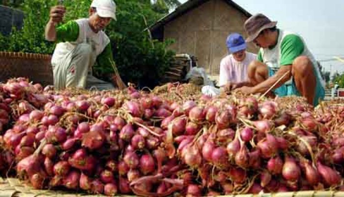 5 Kecamatan Jadi Sentra Bawang Merah Kabupaten Cirebon, Produksi Capai 301 Ribu Kuintal pada 2025