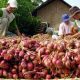 5 Kecamatan Jadi Sentra Bawang Merah Kabupaten Cirebon, Produksi Capai 301 Ribu Kuintal pada 2025
