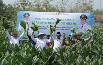 Panen Raya Tembakau Jombang 2026, Potensi Perputaran Ekonomi Capai Rp487 Miliar