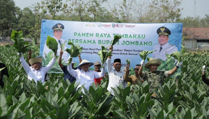 Panen Raya Tembakau Jombang 2026, Potensi Perputaran Ekonomi Capai Rp487 Miliar