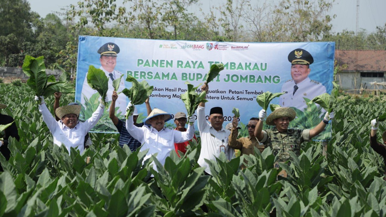 Panen Raya Tembakau Jombang 2026, Potensi Perputaran Ekonomi Capai Rp487 Miliar 1 panen raya